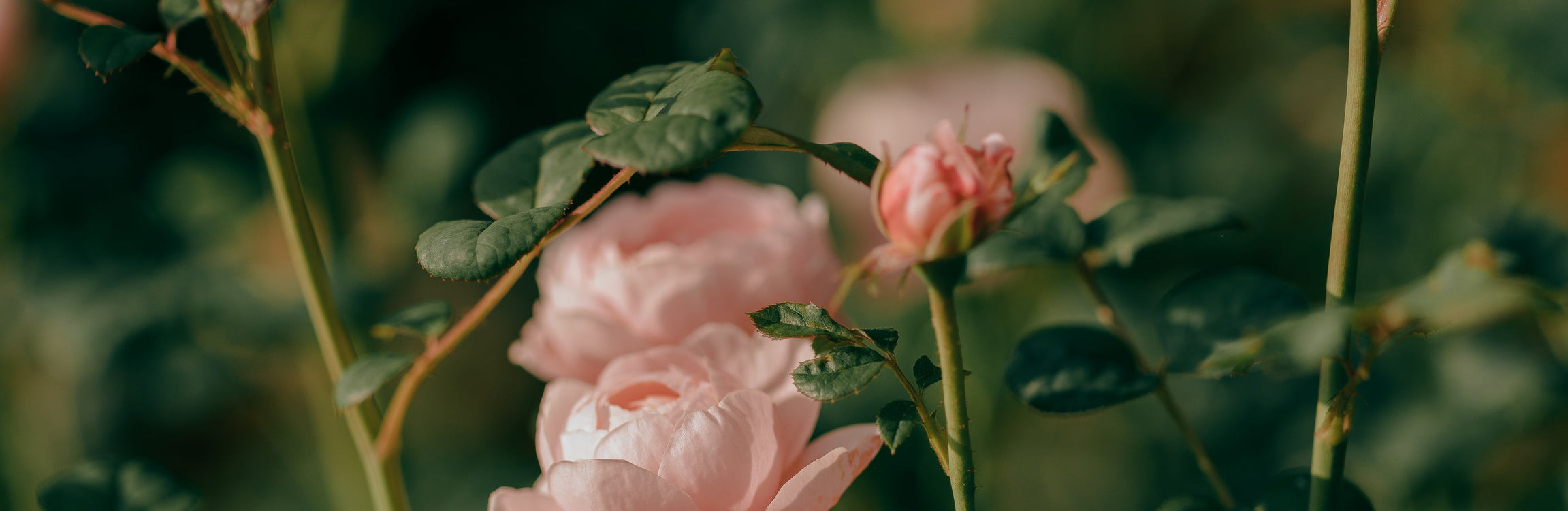 TRANSITION: Using Nature to Reset and Calm Your Nervous System