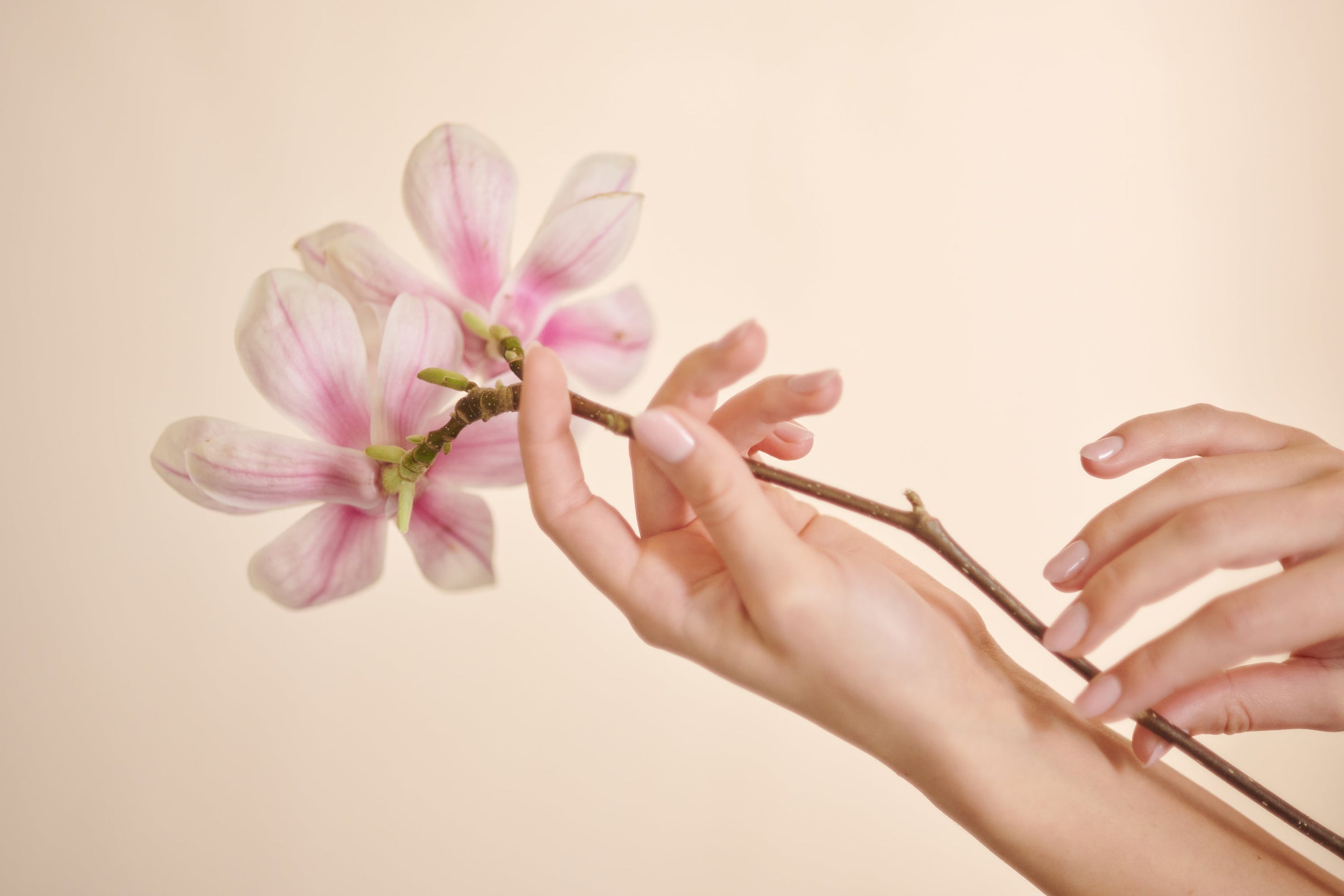 The Magnolia and Rose Collection